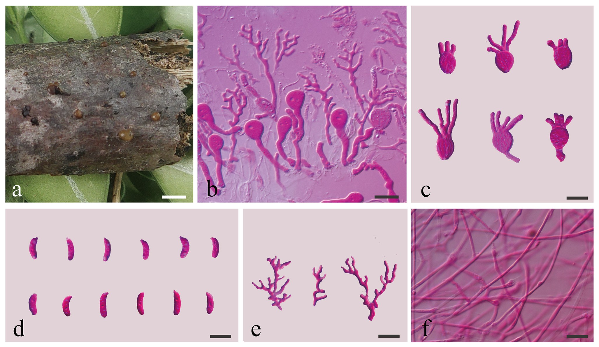 Figure 32